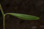 Pale spike lobelia